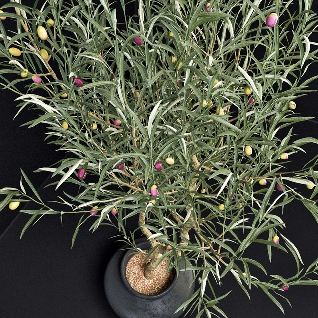 Olive Tree — Descargar