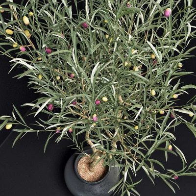 Olive Tree — Ver 2