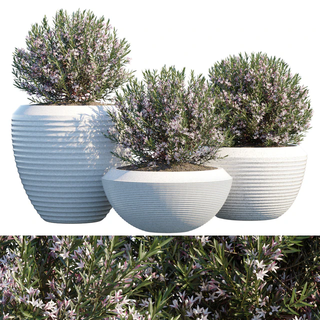 Plant in pots #4 — Скачать
