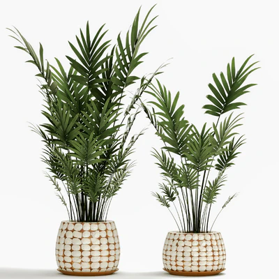 A collection of palms in pots 4. house palm, hovea, kentia, indoor, interior, eco design, pot — Ver 1