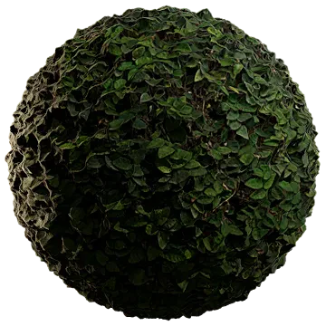 creeping fig 004 — Descargar