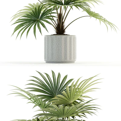 Plants collection 94 — Вид 2