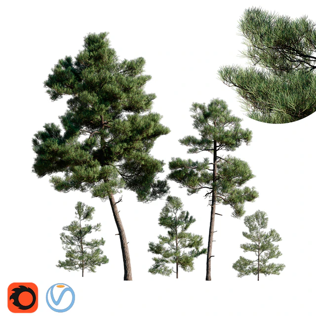 Сосна турецкая(калабрийская) Pinus brutia Набор — Скачать