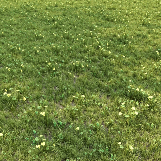 zoom
