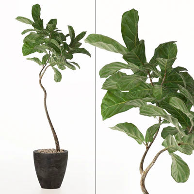 ficus lyrata No. 3 — Ver 1