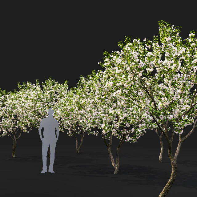 Malus flowering #7 — Скачать