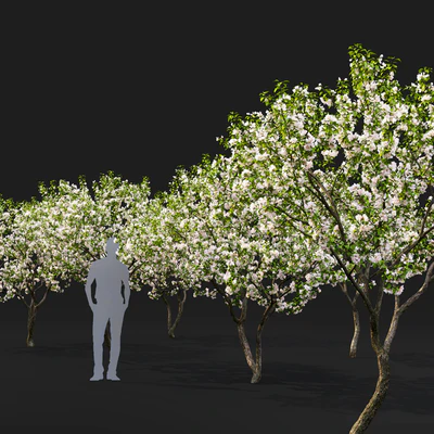 Malus flowering #7 — Вид 2