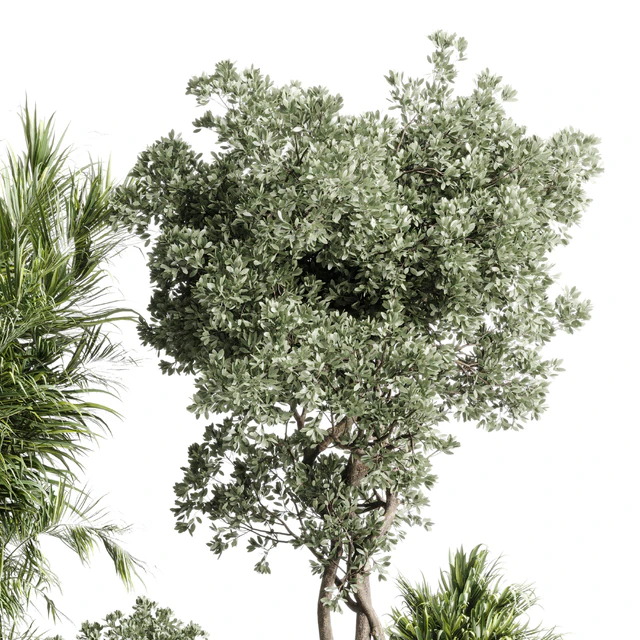 indoor plant set 452 plant bush monstera tree vase dirty concrete — Скачать