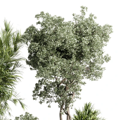 indoor plant set 452 plant bush monstera tree vase dirty concrete — Вид 2
