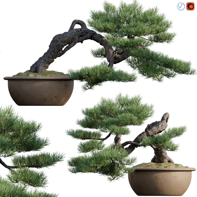 Pine bonsai 03 — Descargar