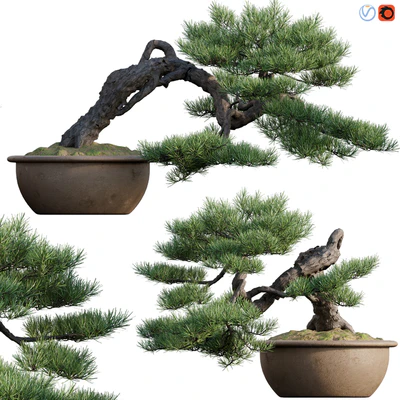 Pine bonsai 03 — Ver 1