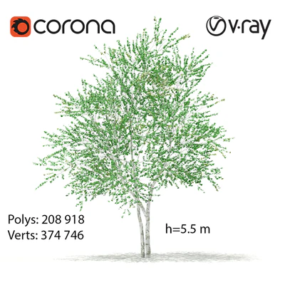 Birch tree — Скачать