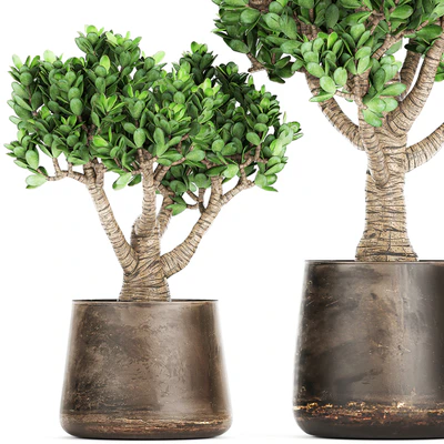 Collection of plants in metal pots with flower Crassula. Set 930. — Ver 2