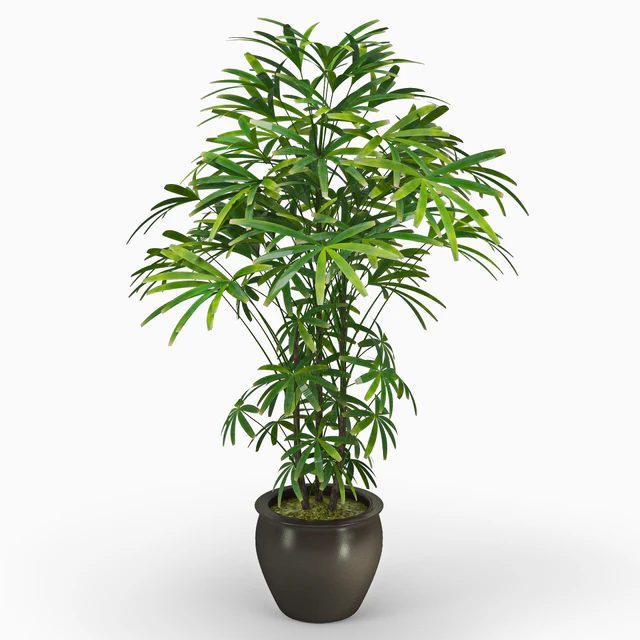 Рапис ( Raphis Palm ) — Скачать