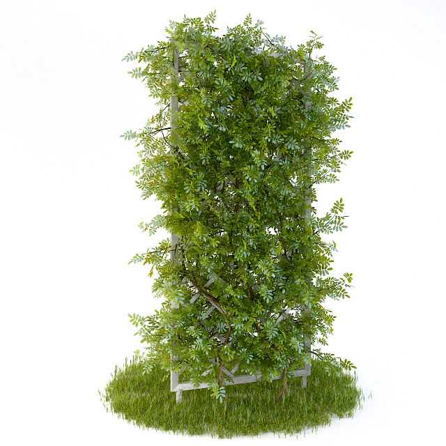 Perennial climbing plant for the garden — Скачать