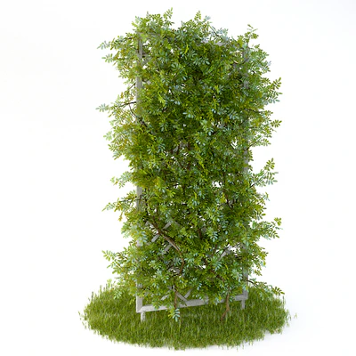 Perennial climbing plant for the garden — Вид 1