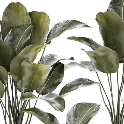 Exotic bush plants in a flower pot Calathea lutea, Strelitzia. set of plants 1317 — Ver 2