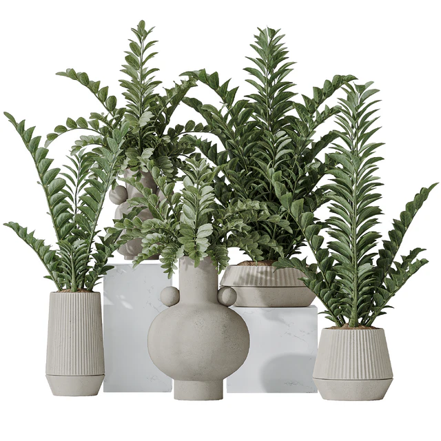 Zamioculcas Zamiifolia Araceae — Descargar