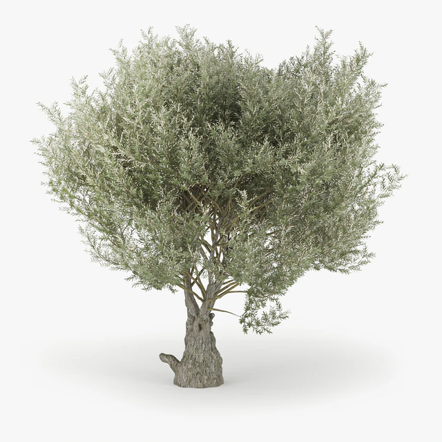 Olea europaea — Скачать