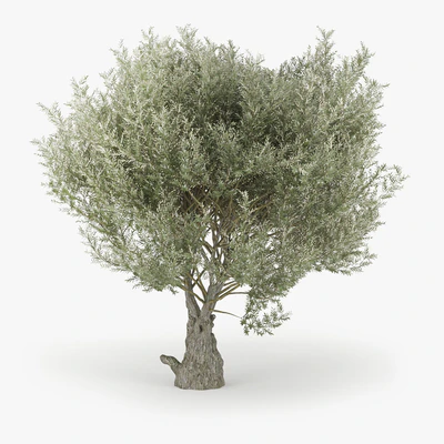 Olea europaea — Вид 2