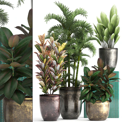 Plant collection 353. luxury, pot, flowerpot, indoor plants, Croton, palm grass, ficus robusta, areca palm — Ver 1