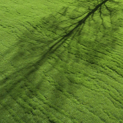 lawn grass — Ver 2