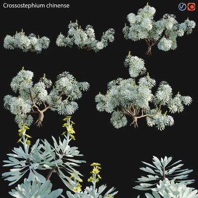 Crossostephium chinense - graphalium spp — Ver 1