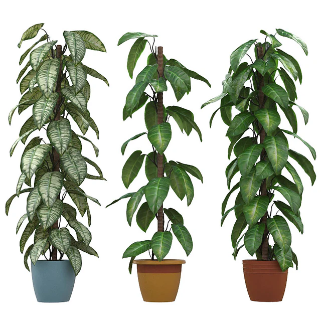 Philodendron — Descargar