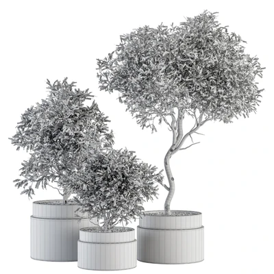 indoor Plant Set 340- Tree and Plant Set in pot — Вид 3