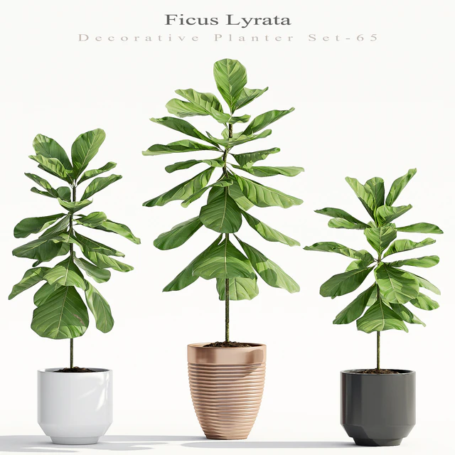 Ficus Lyrata (Plant 65) — Descargar