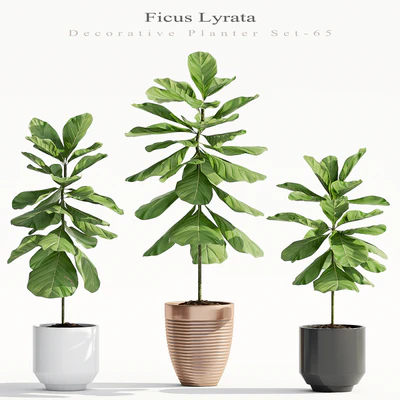 Ficus Lyrata (Plant 65) — Ver 1