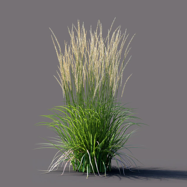 Вейник остроцветковый | Calamagrostis acutiflora Karl Foerster — Скачать