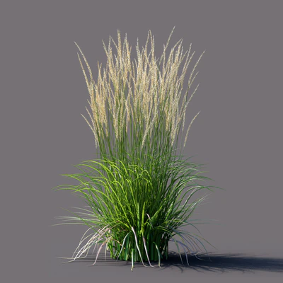 Вейник остроцветковый | Calamagrostis acutiflora Karl Foerster — Вид 2