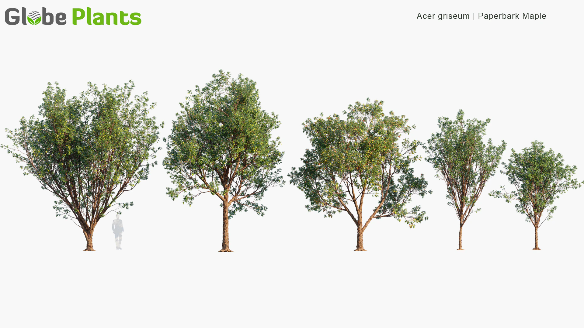 acer griseum — Скачать