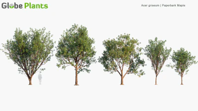 acer griseum — скачать