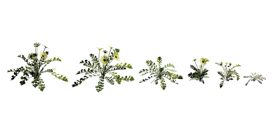 cape weed 001 — Descargar