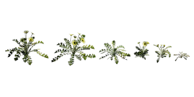 cape weed 001 — download