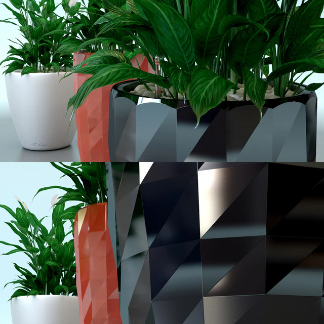 Spathiphyllum Wallis / Spathiphyllum wallisii in pots Lechuza — Descargar
