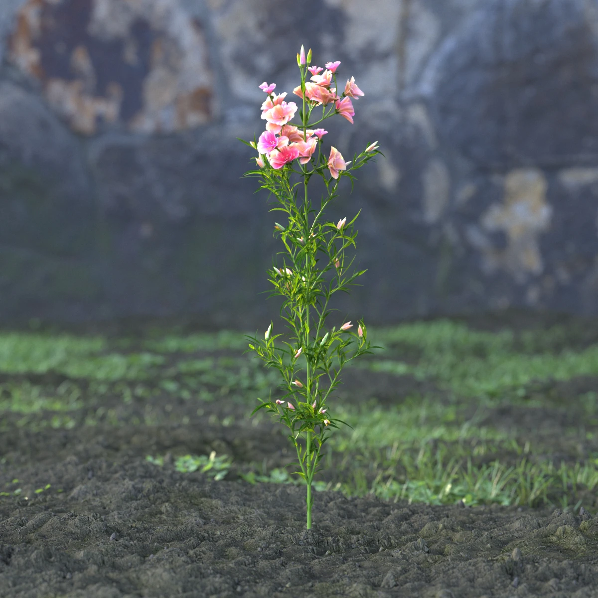 garden flowers 049 — Descargar