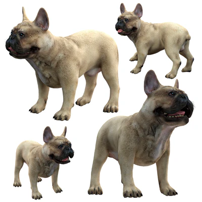 French Bulldog — View 1
