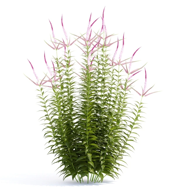 Veronicastrum virgin flowers | Veronicastrum virginicum Erica — Descargar