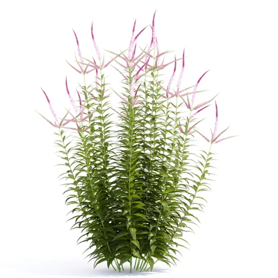 Veronicastrum virgin flowers | Veronicastrum virginicum Erica — Ver 3
