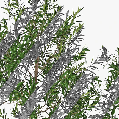 Olive tree — Ver 2