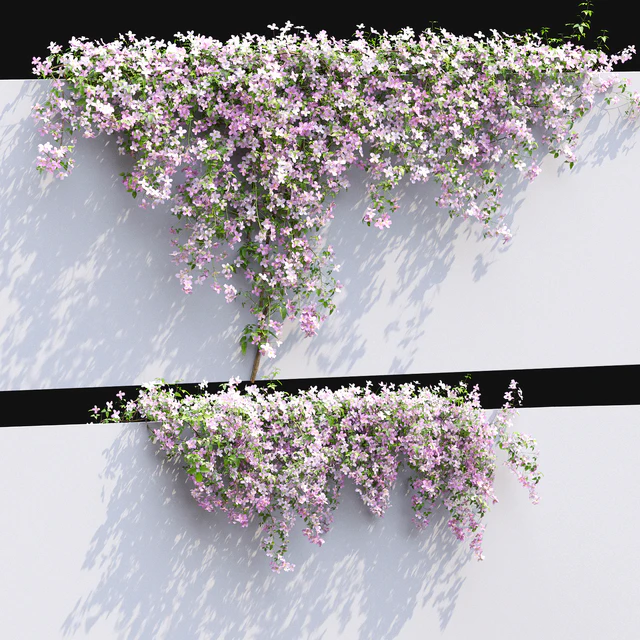 Clematis Montana #1 — Скачать