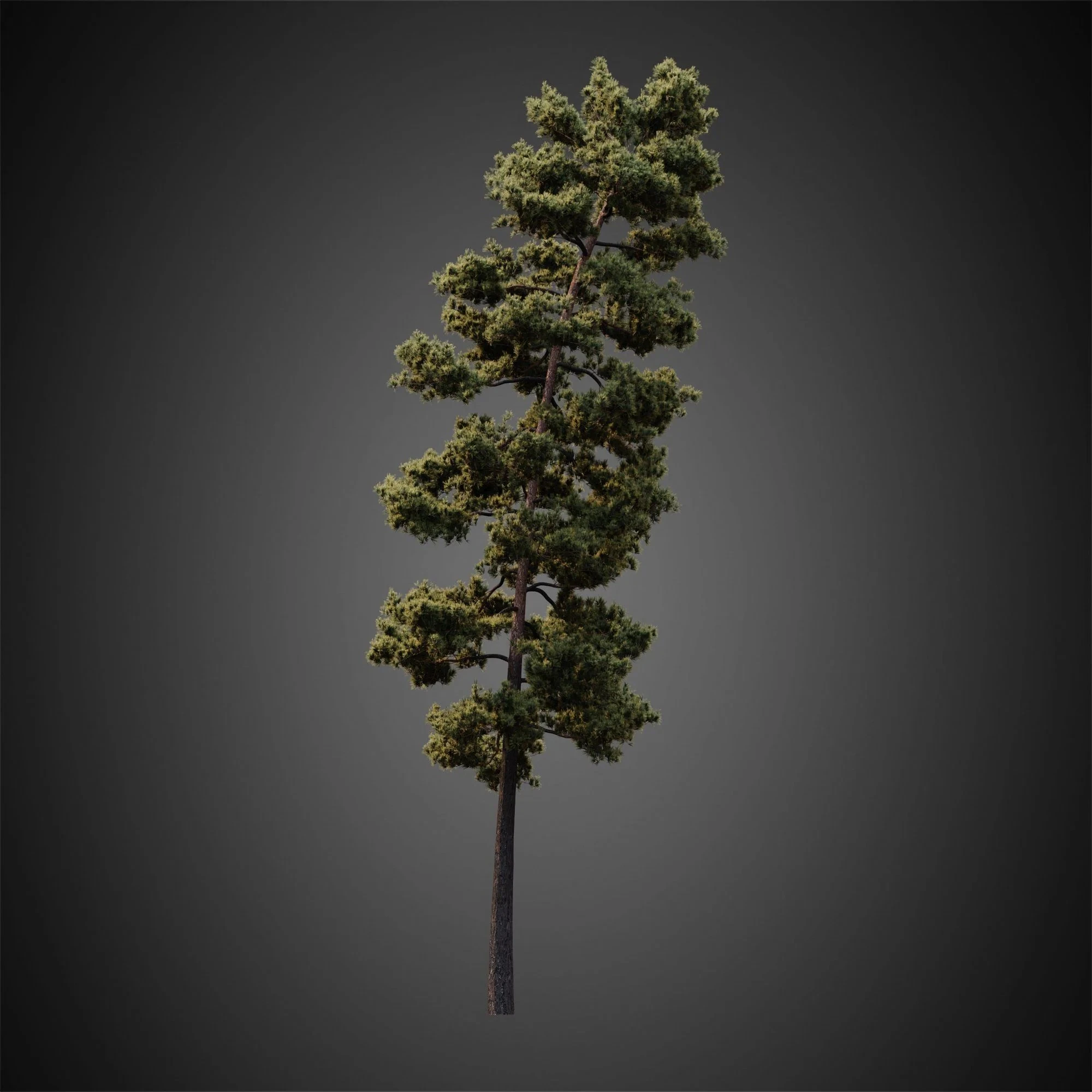 004 — Descargar