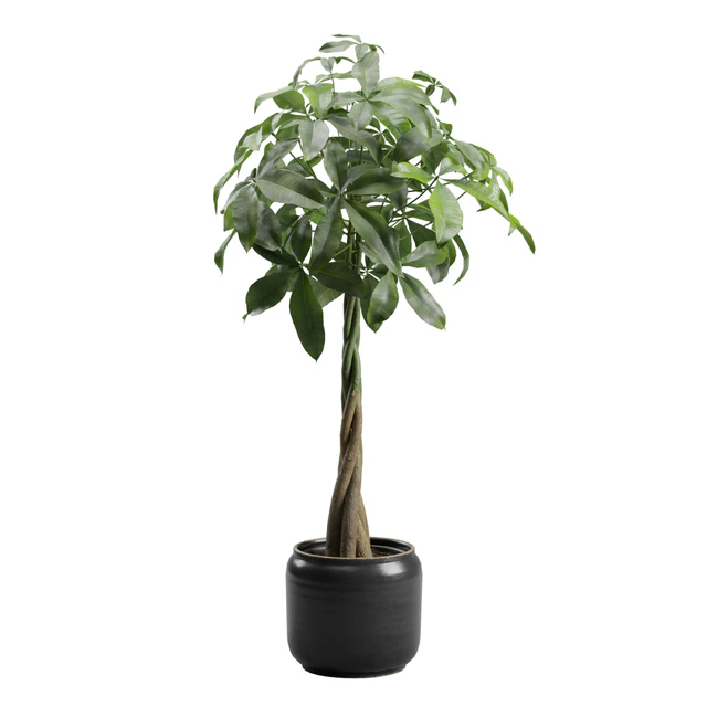 Pachira Aquatica in Dark Planter — Descargar