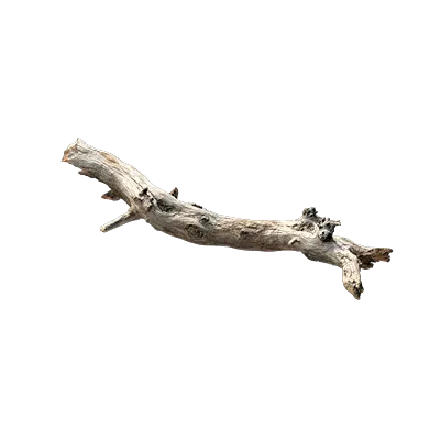 old tree branch 005 — Descargar