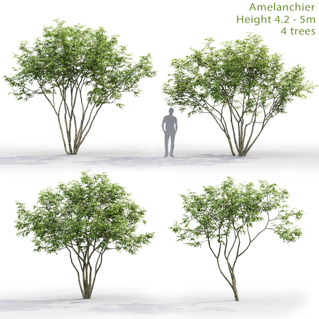 Amelanchier — Descargar