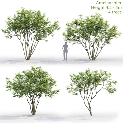 Amelanchier — Ver 1