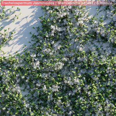 Trachelospermum Jasminoides | Star Jasmine on wall — Вид 2